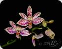 Phal. tetraspis x finleyi